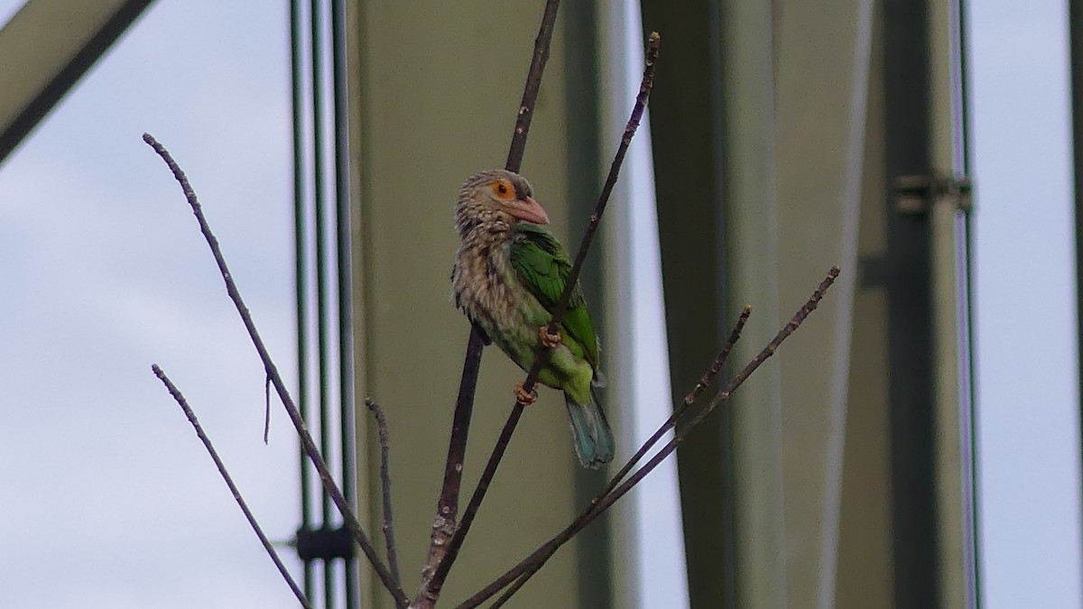 Lineated Barbet - ML295892881