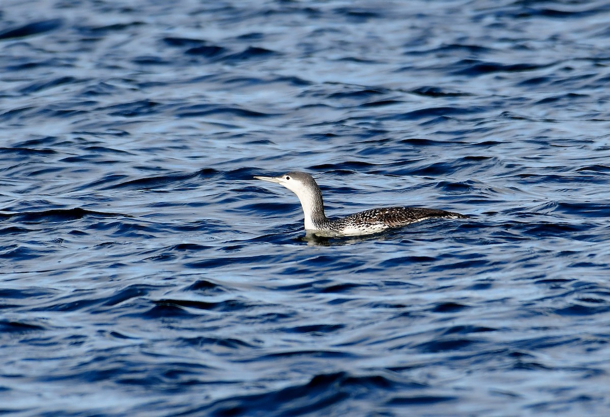 Red-throated Loon - ML295896221