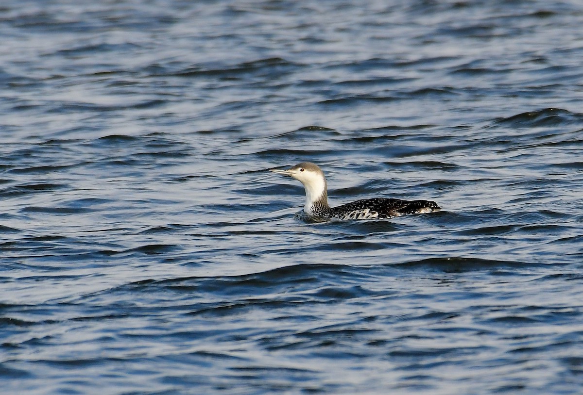 Red-throated Loon - ML295896261