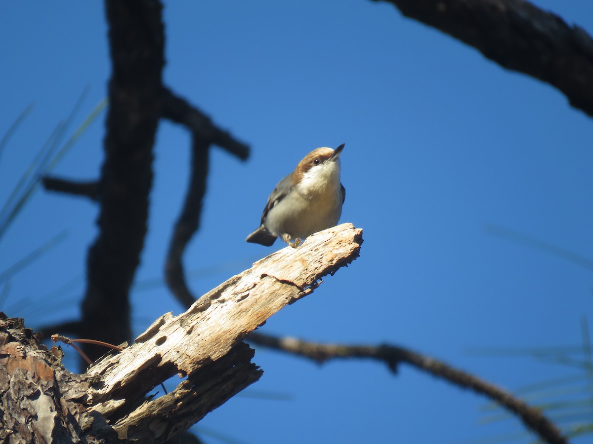 Brown-headed Nuthatch - ML295899811