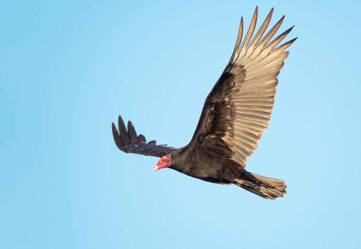 Turkey Vulture - ML295901091