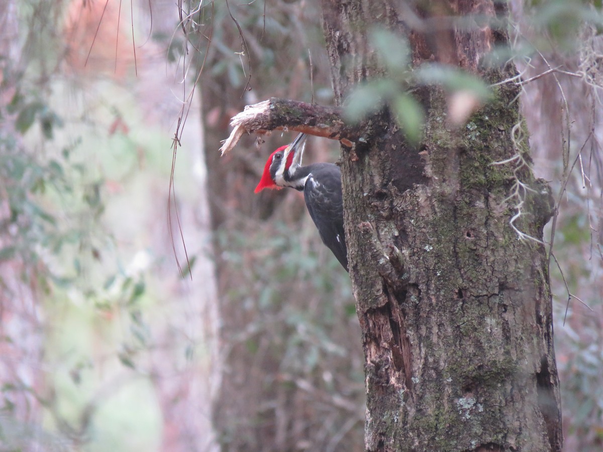 Pileated Woodpecker - ML295903211