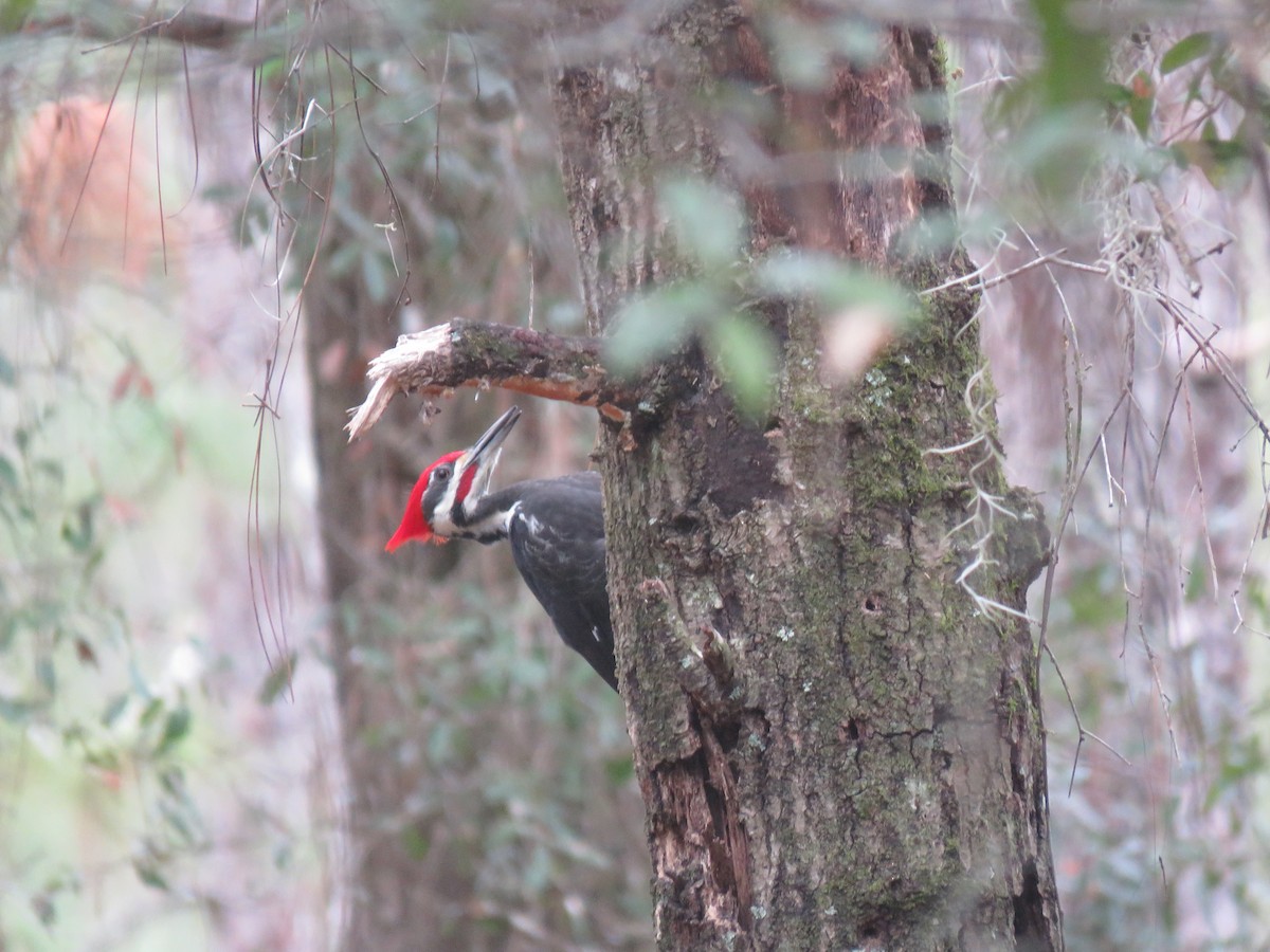 Pileated Woodpecker - Wyatt Flood