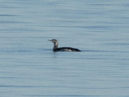 Red-throated Loon - ML295904121