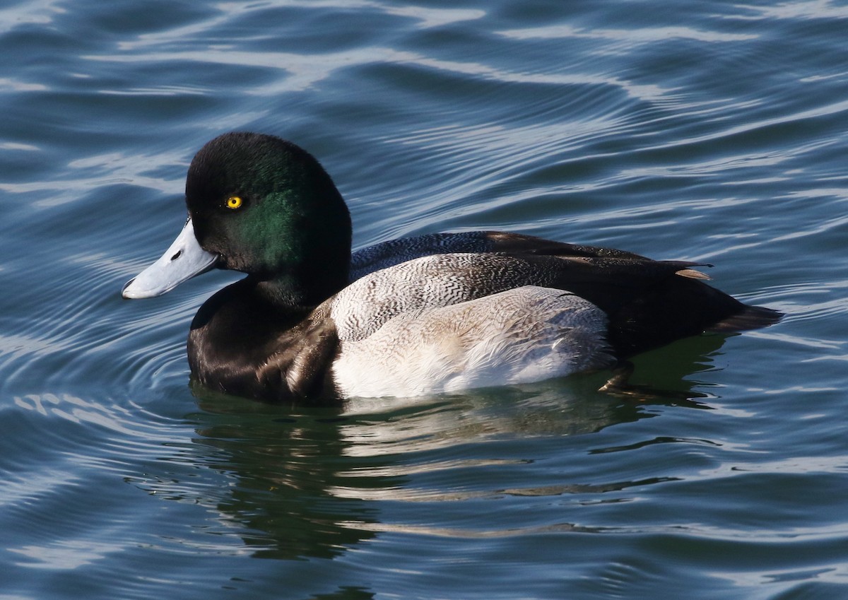 Greater Scaup - ML295911681