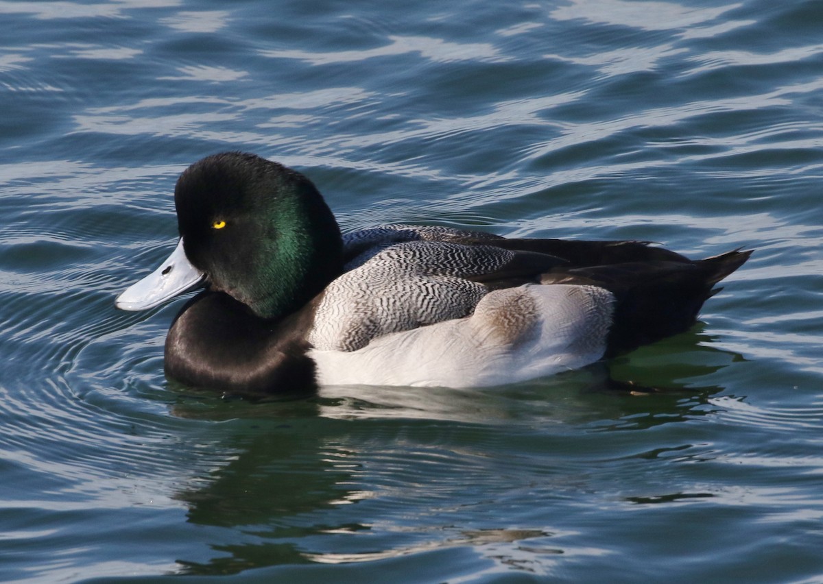 Greater Scaup - ML295911691