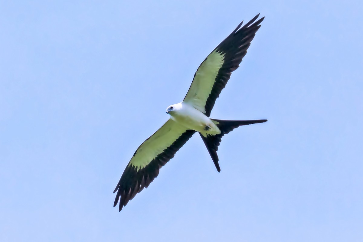 Swallow-tailed Kite - Kamal Mahabir