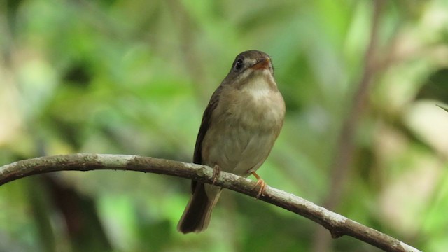 Brown-breasted Flycatcher - ML295912501