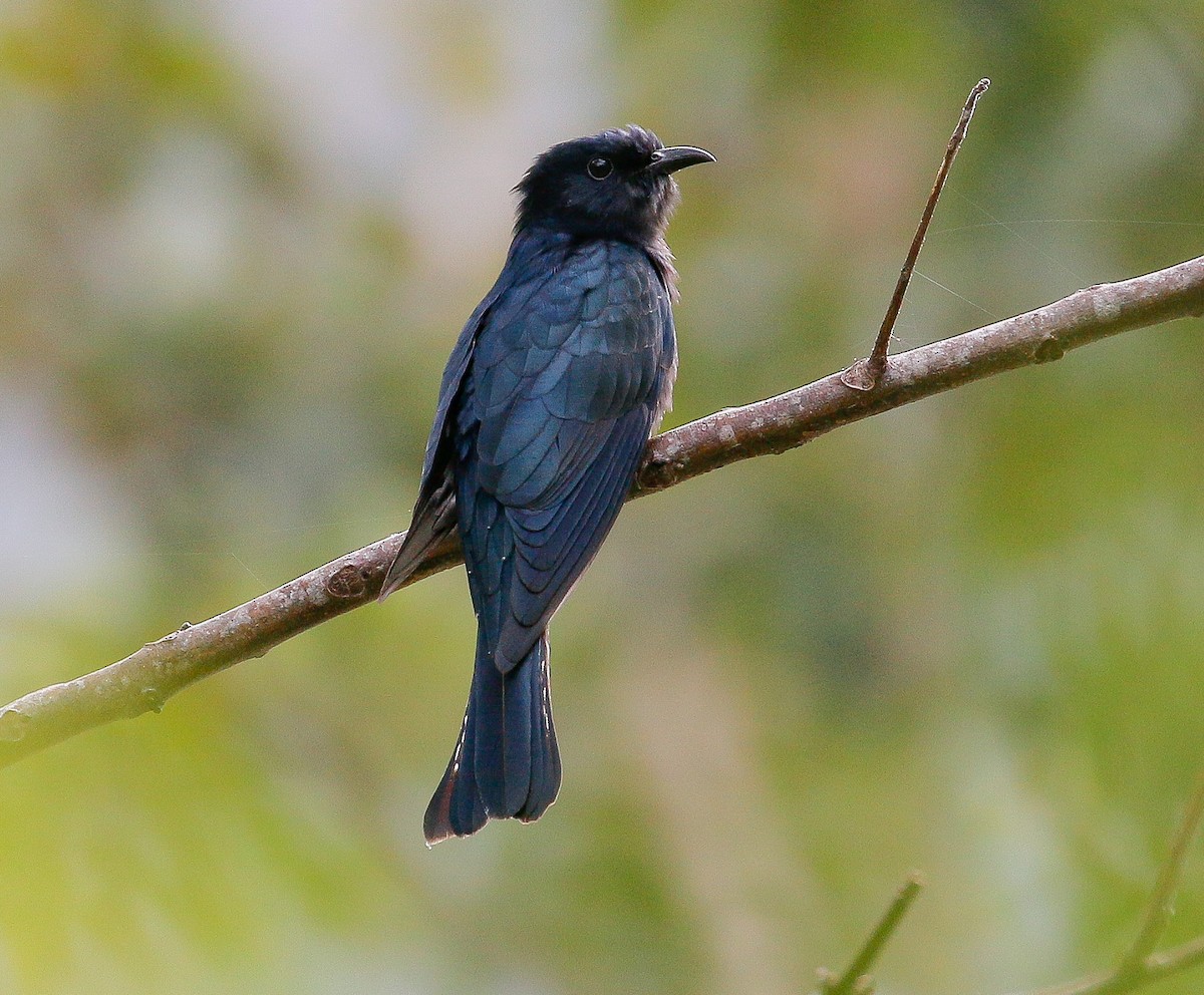 Square-tailed Drongo-Cuckoo - ML295912931