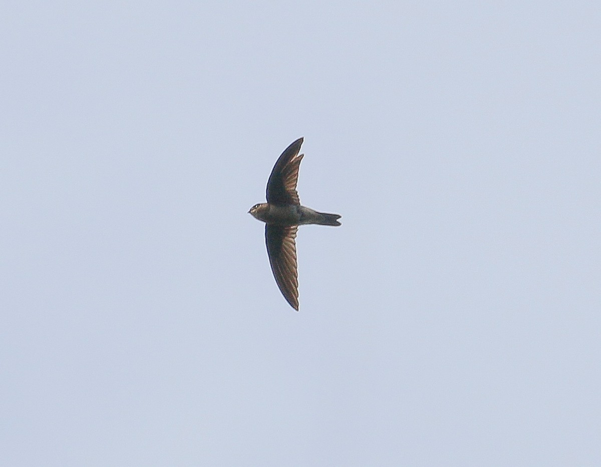 Black-nest Swiftlet - ML295912941
