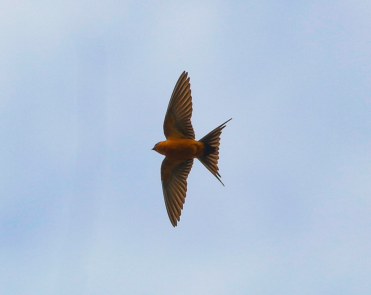 Rufous-bellied Swallow - ML295913181