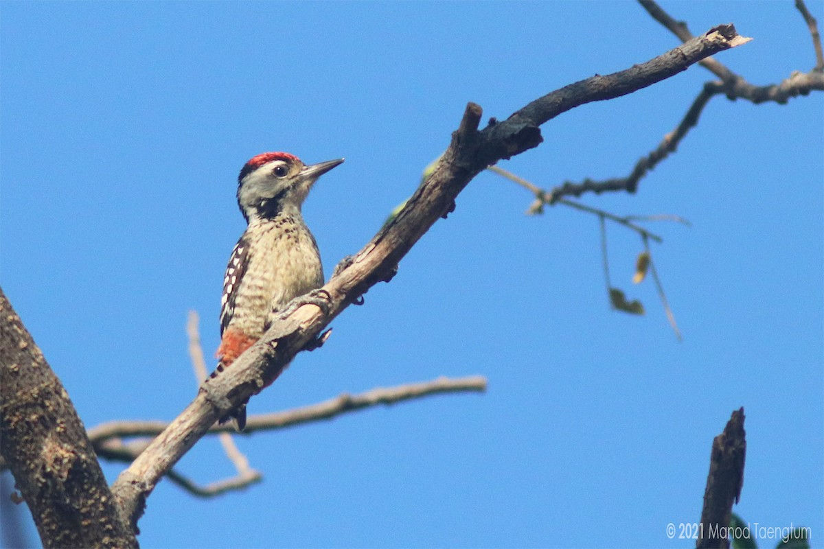 Freckle-breasted Woodpecker - ML295920461