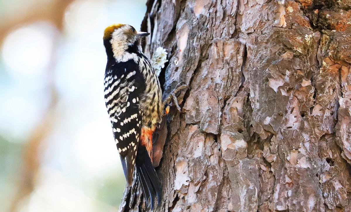 Brown-fronted Woodpecker - Balbir Arora