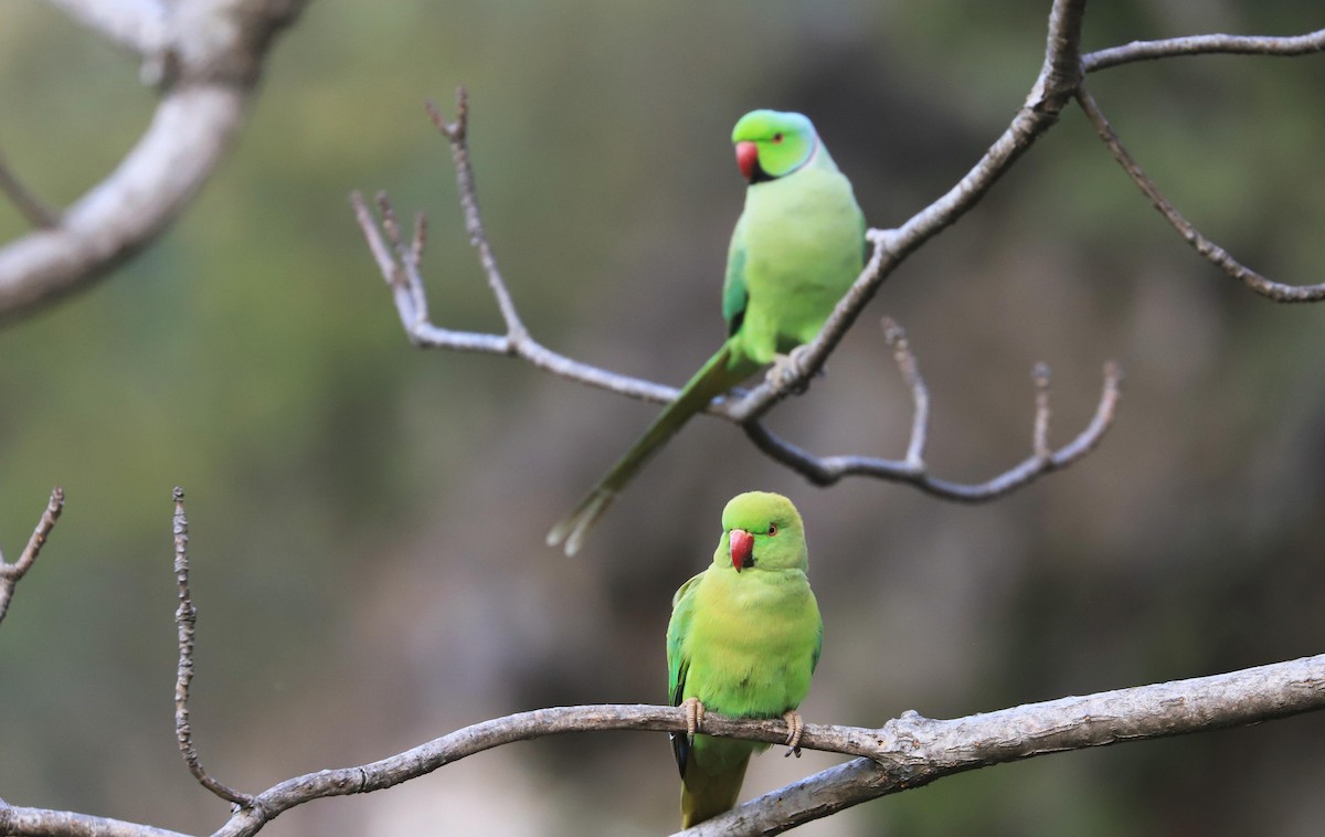 Rose-ringed Parakeet - Balbir Arora