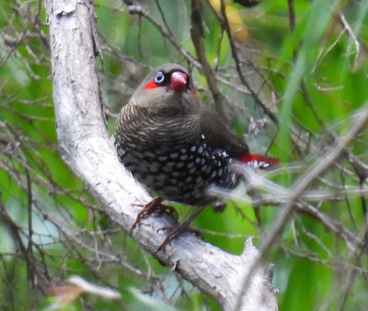 Red-eared Firetail - ML295928151