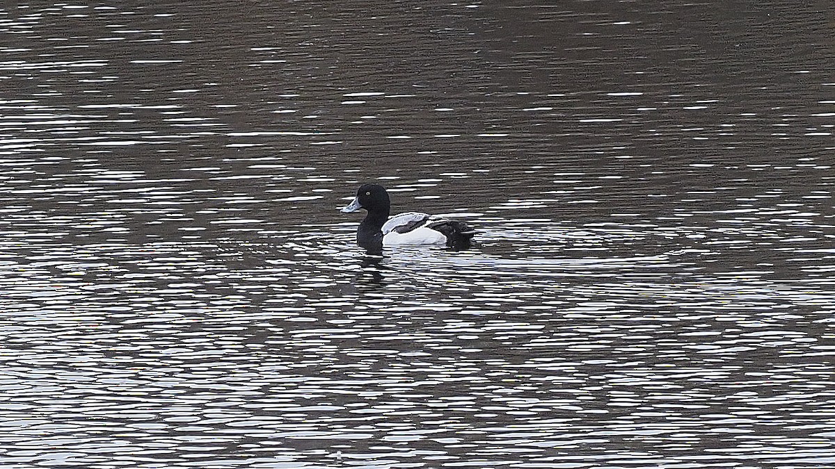 Greater Scaup - ML295930221