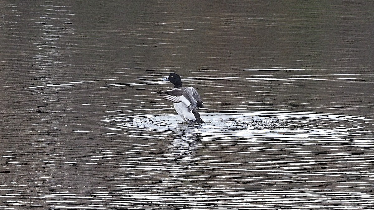 Greater Scaup - ML295930271