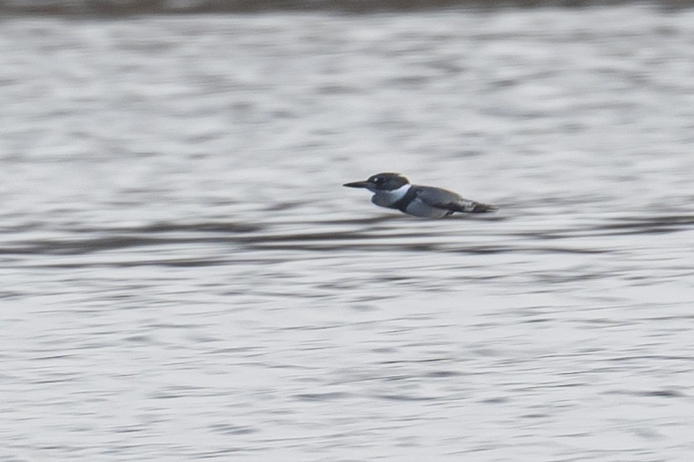 Belted Kingfisher - ML295931491