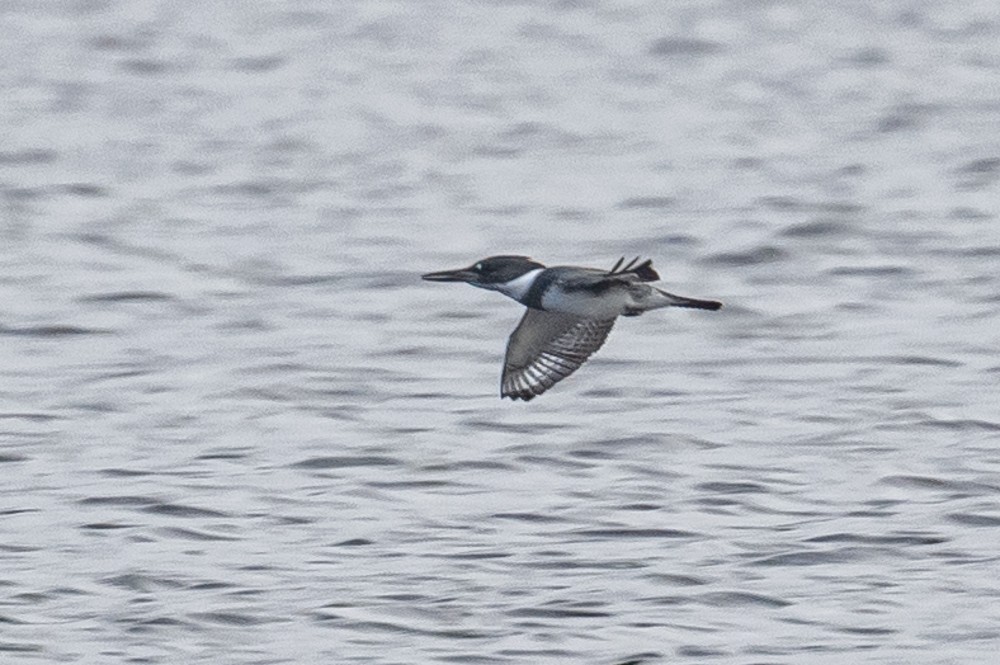Belted Kingfisher - ML295931511