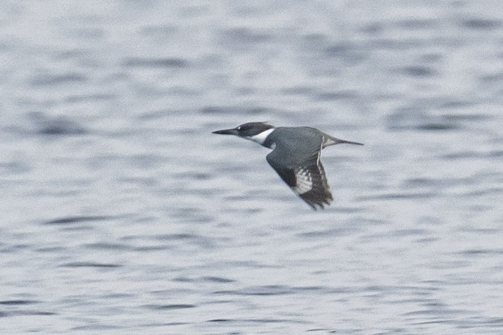 Belted Kingfisher - ML295931541