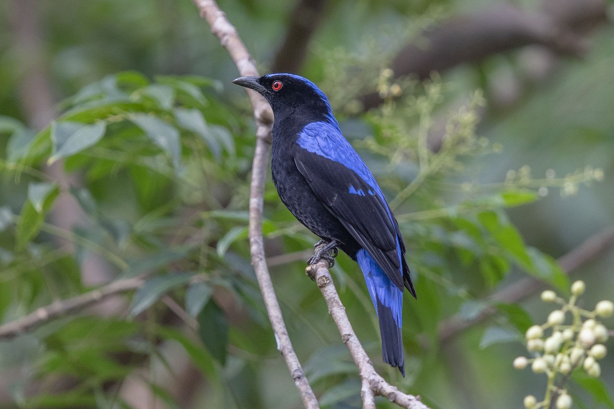 Asian Fairy-bluebird - Saravanan Krishnamurthy