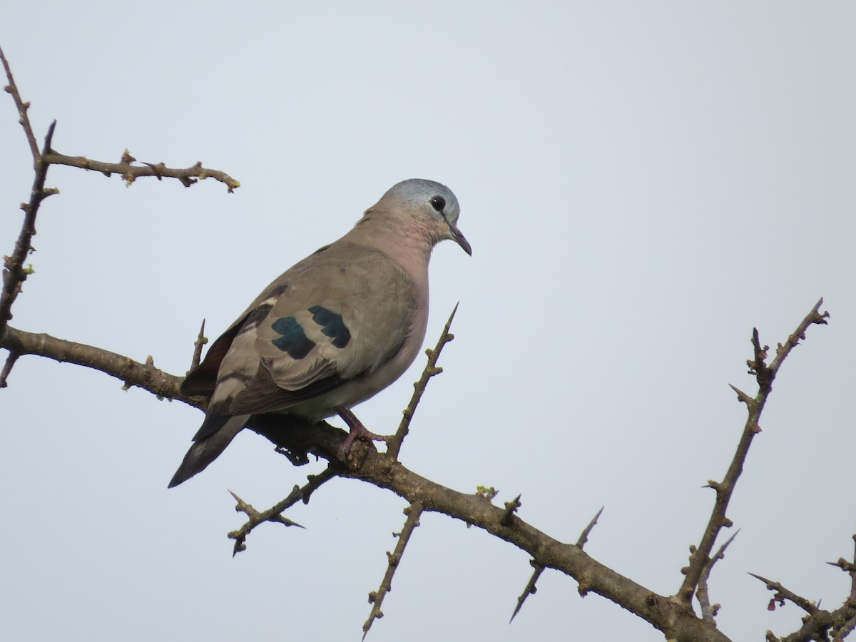 Emerald-spotted Wood-Dove - ML295945531