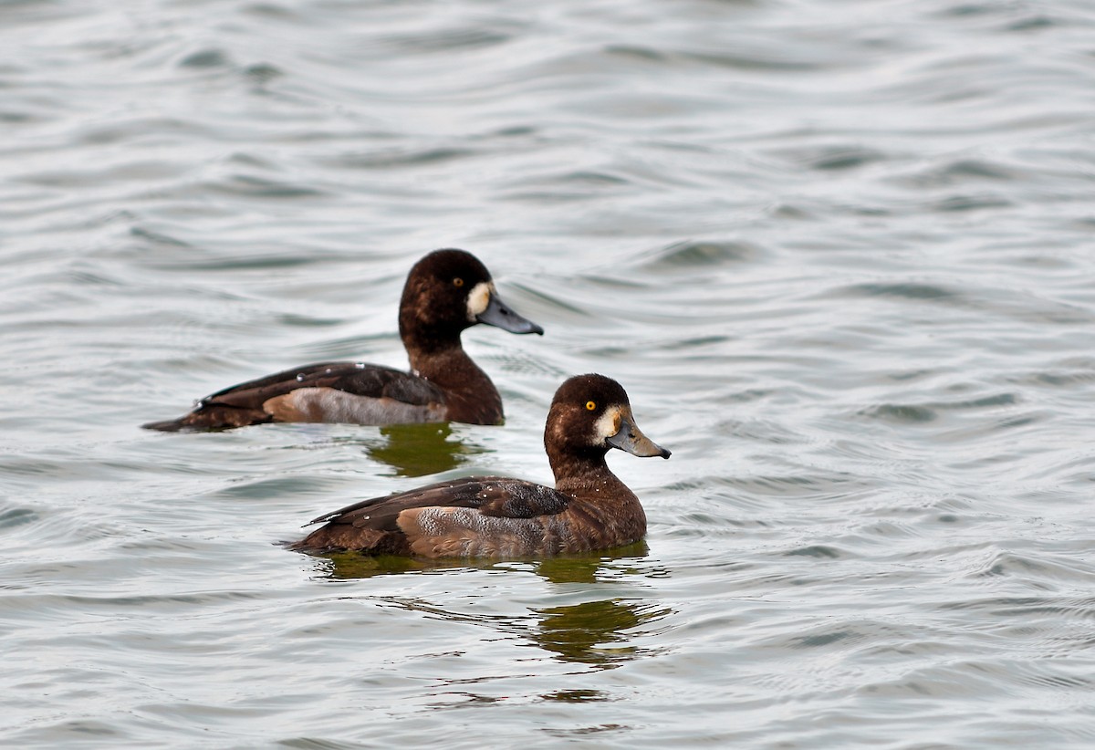Greater Scaup - ML295947321