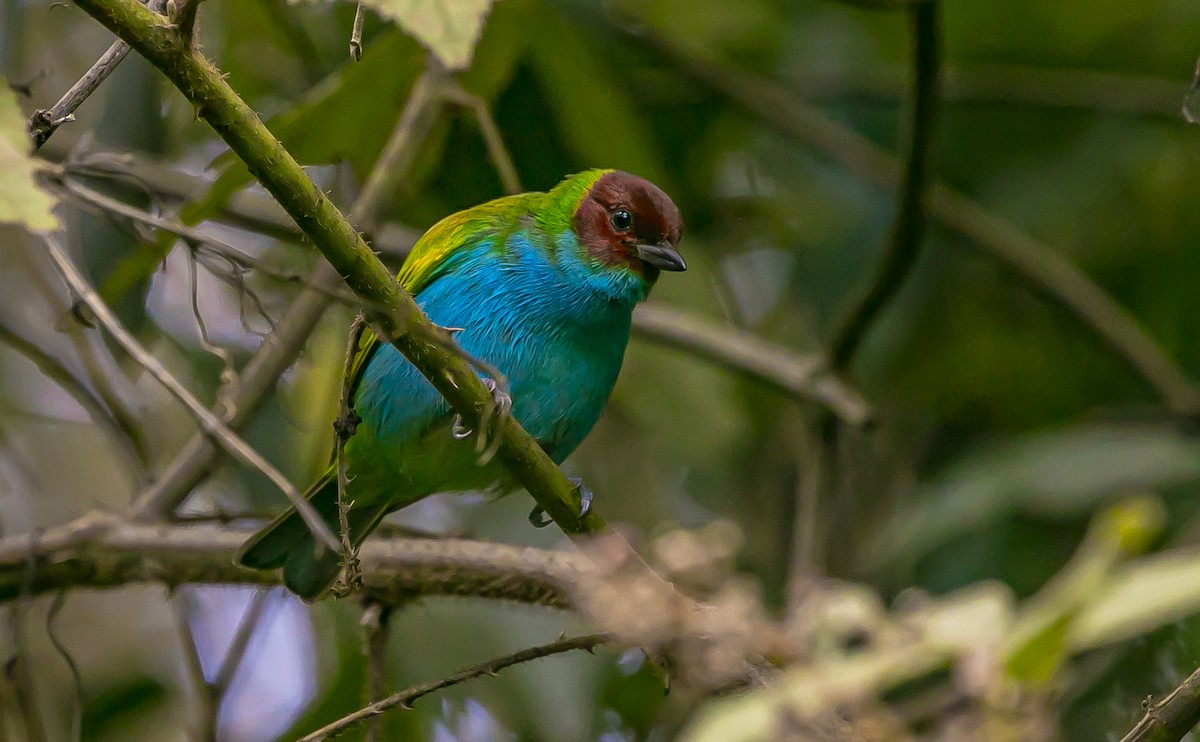 Bay-headed Tanager - ML295951231