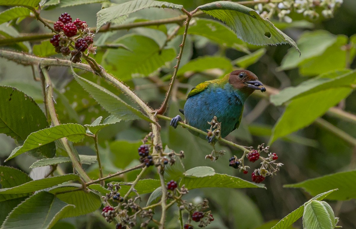 Bay-headed Tanager - ML295951321