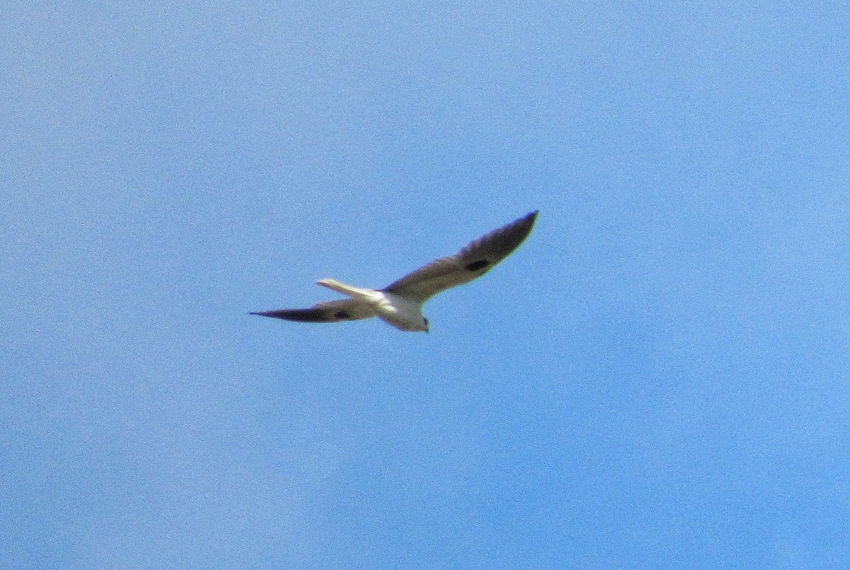 White-tailed Kite - ML295954231