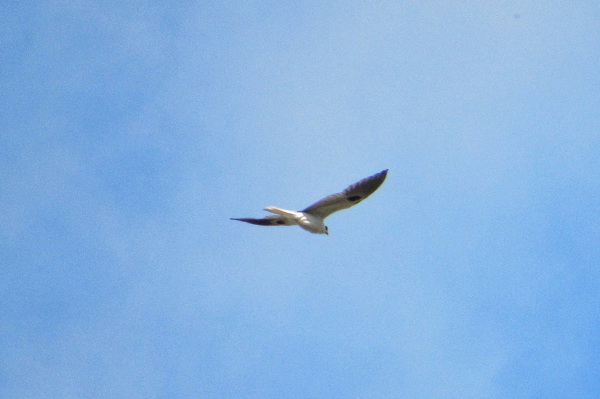 White-tailed Kite - ML295954241