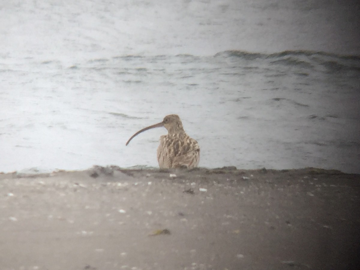 Far Eastern Curlew - Anonymous