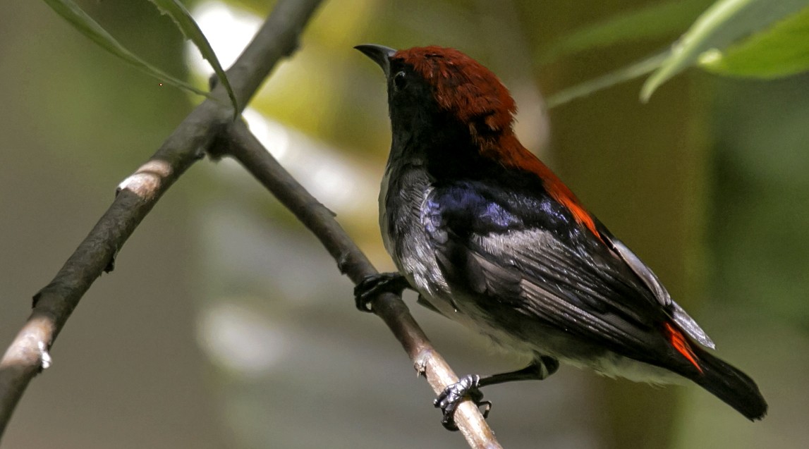 Scarlet-backed Flowerpecker - ML29596171