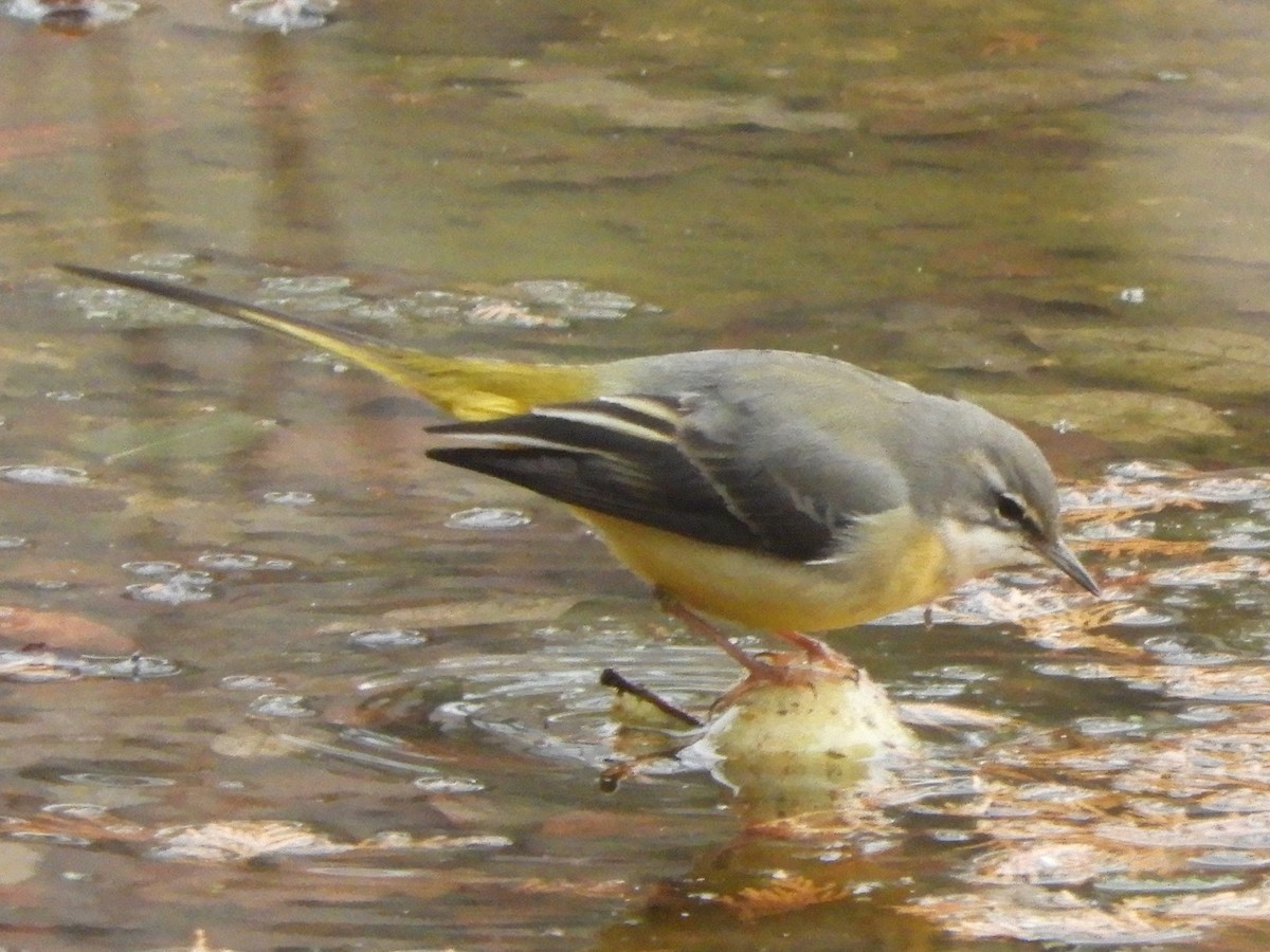 Gray Wagtail - James McCulloch