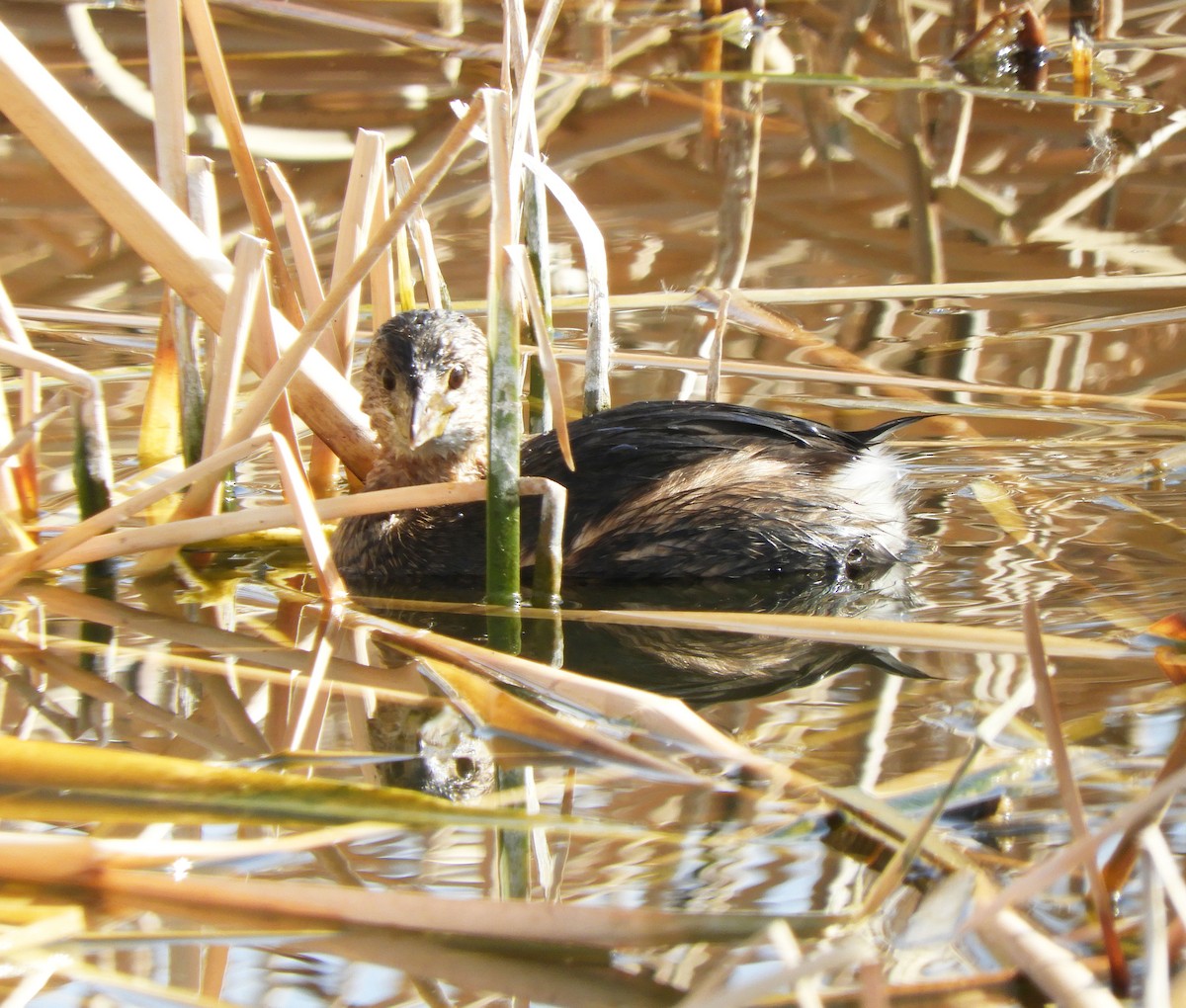 Pied-billed Grebe - Becky Kitto