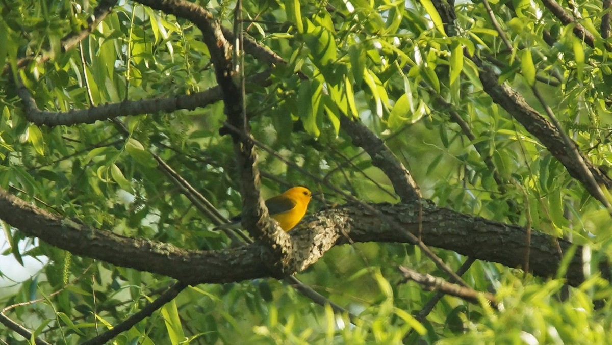 Prothonotary Warbler - Adrian Melck