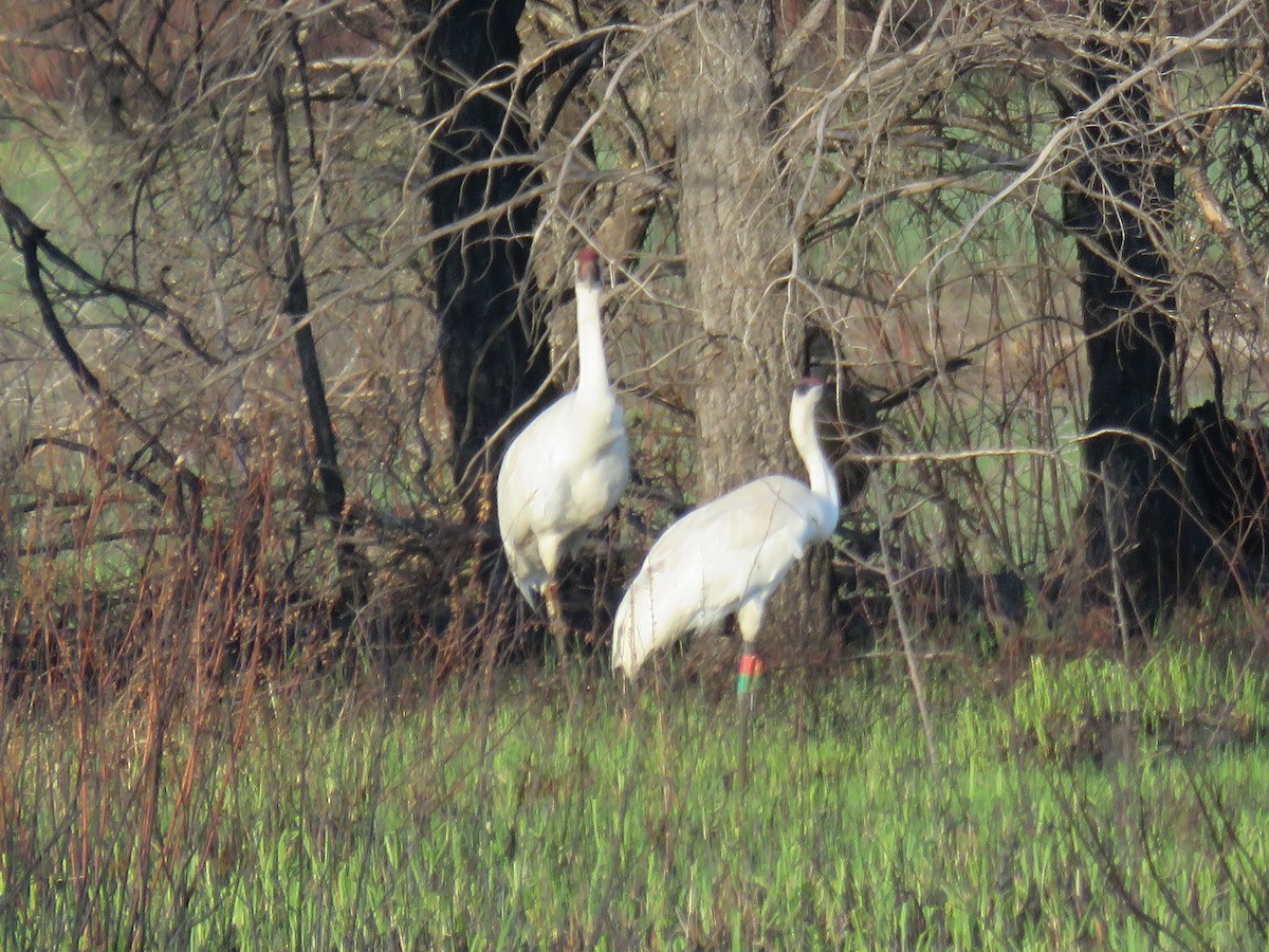 Whooping Crane - Rick Anderson