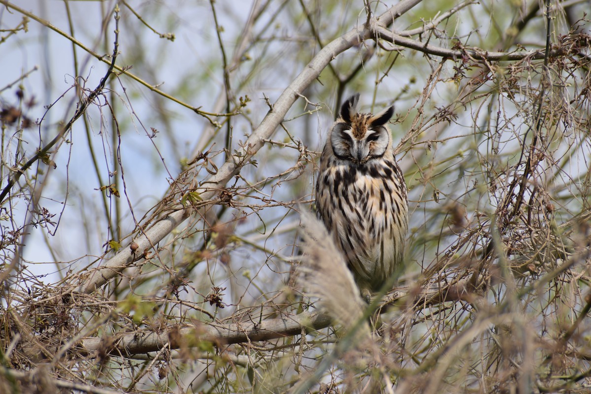 Striped Owl - ML295982471
