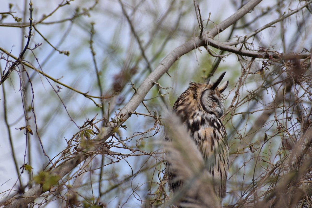 Striped Owl - ML295982561