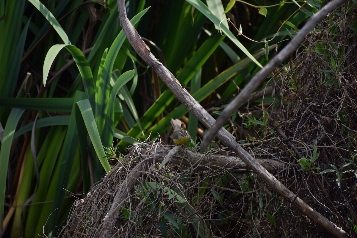 Golden-crowned Warbler - ML295983601