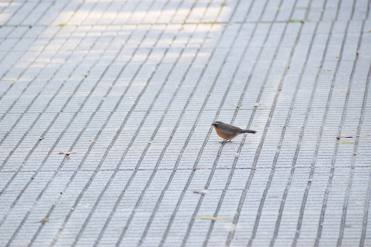 Black-and-rufous Warbling Finch - ML295984501