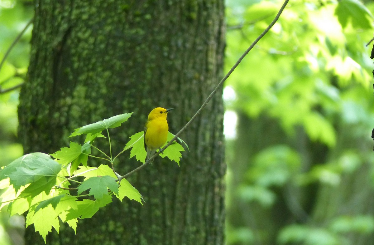 Prothonotary Warbler - Francine Cauchon