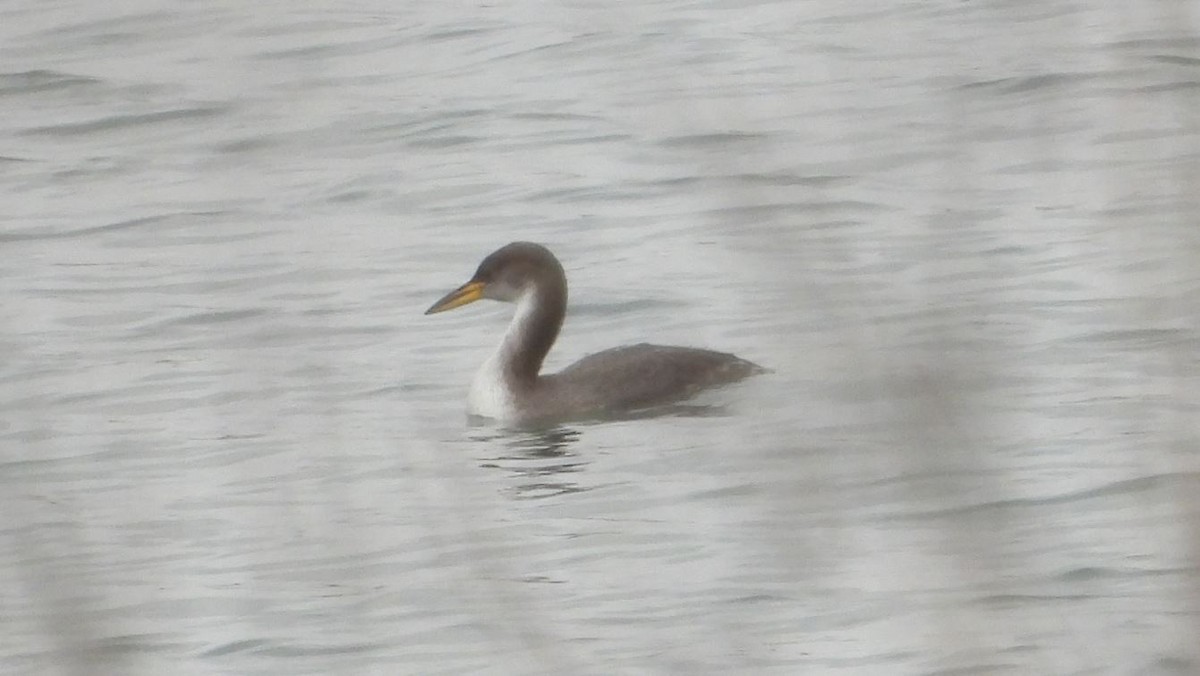 Red-necked Grebe - ML295990041