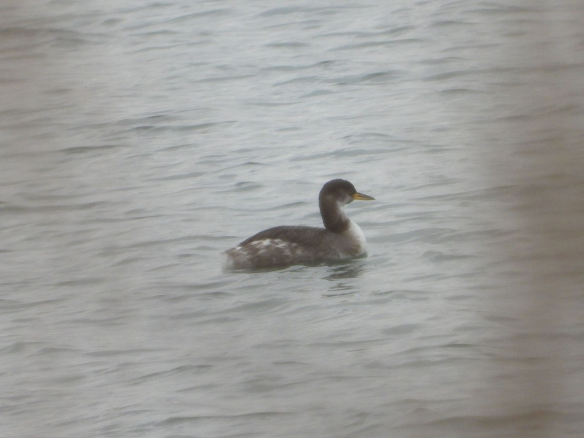 Red-necked Grebe - ML295990071