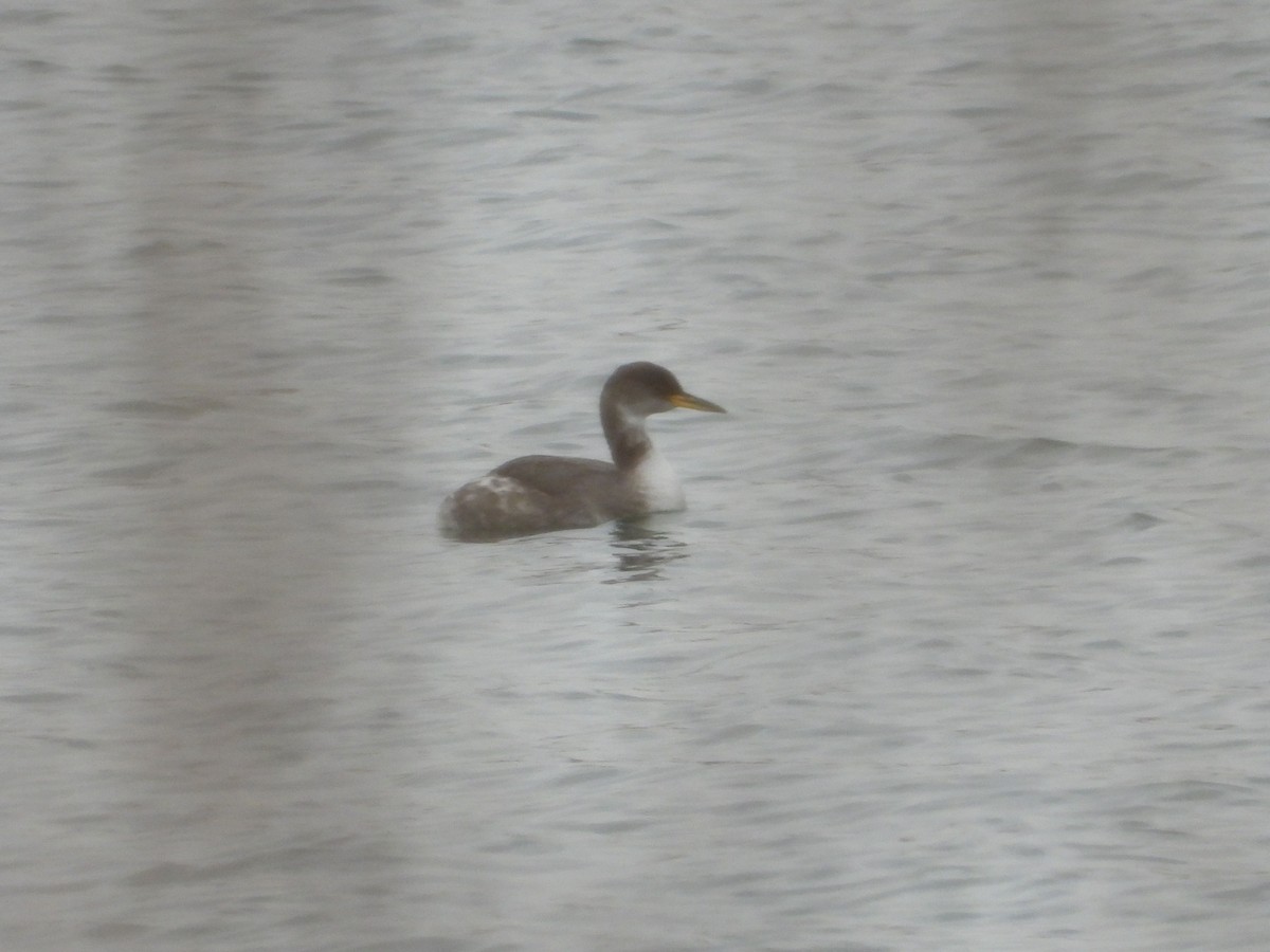 Red-necked Grebe - ML295990081