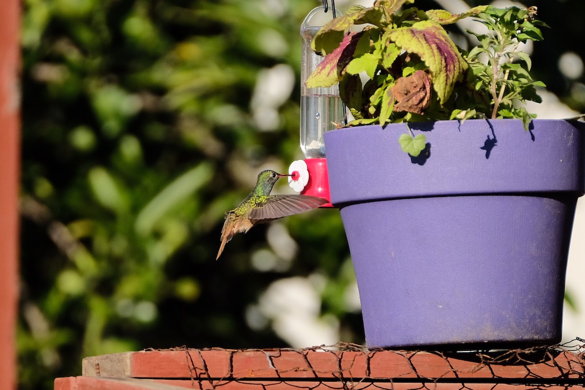 Buff-bellied Hummingbird - James Smithers