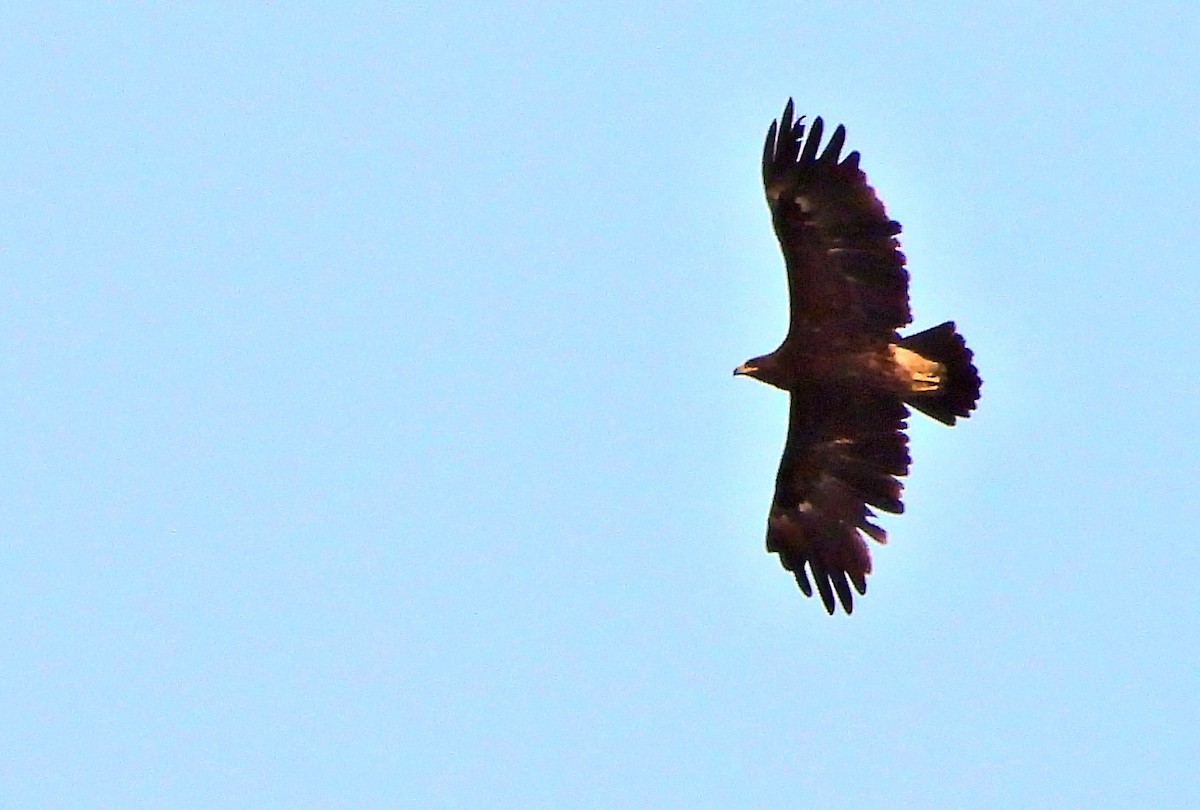Greater Spotted Eagle - silverwing 123