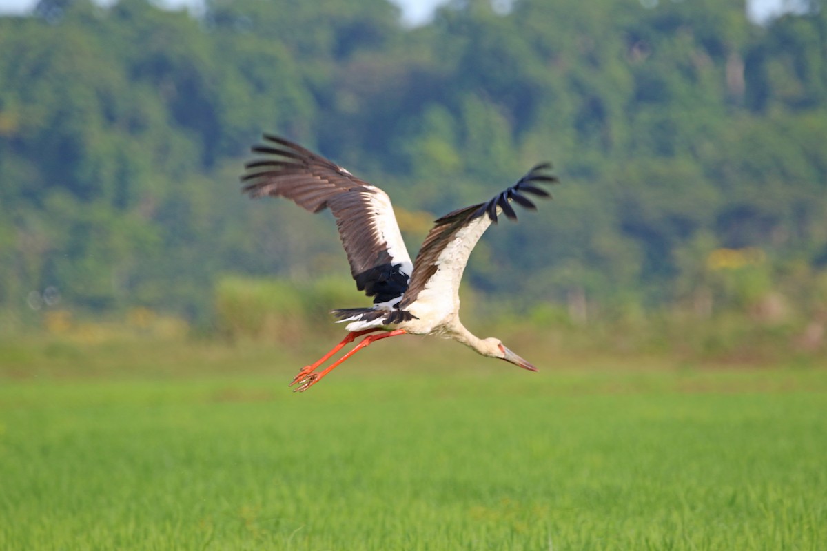 Maguari Stork - Anelisa  Magalhães