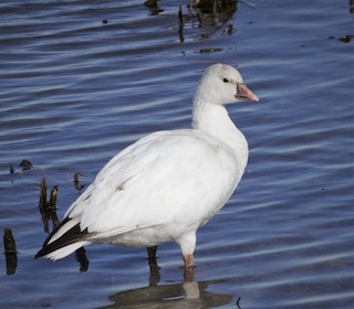 Ross's Goose, ML296001201