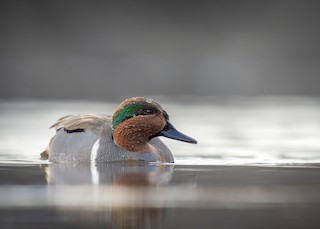 小水鴨- eBird